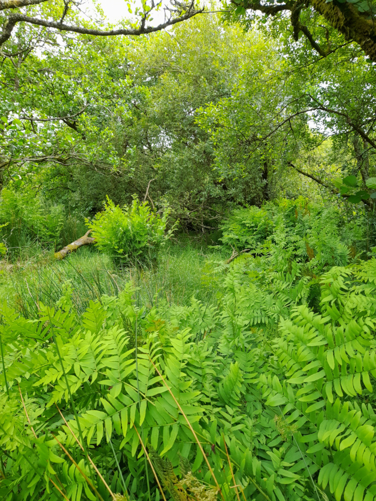 Wet Willow Woodland with Royal Ferns