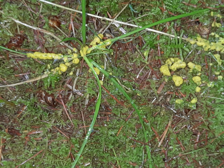 Dog Vomit slime mould - Fuligo septica