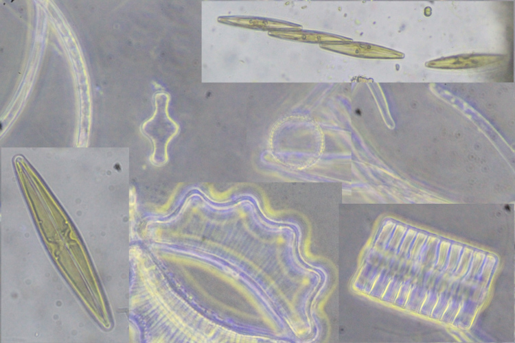 Planktonic Diatoms amongst Paludicola