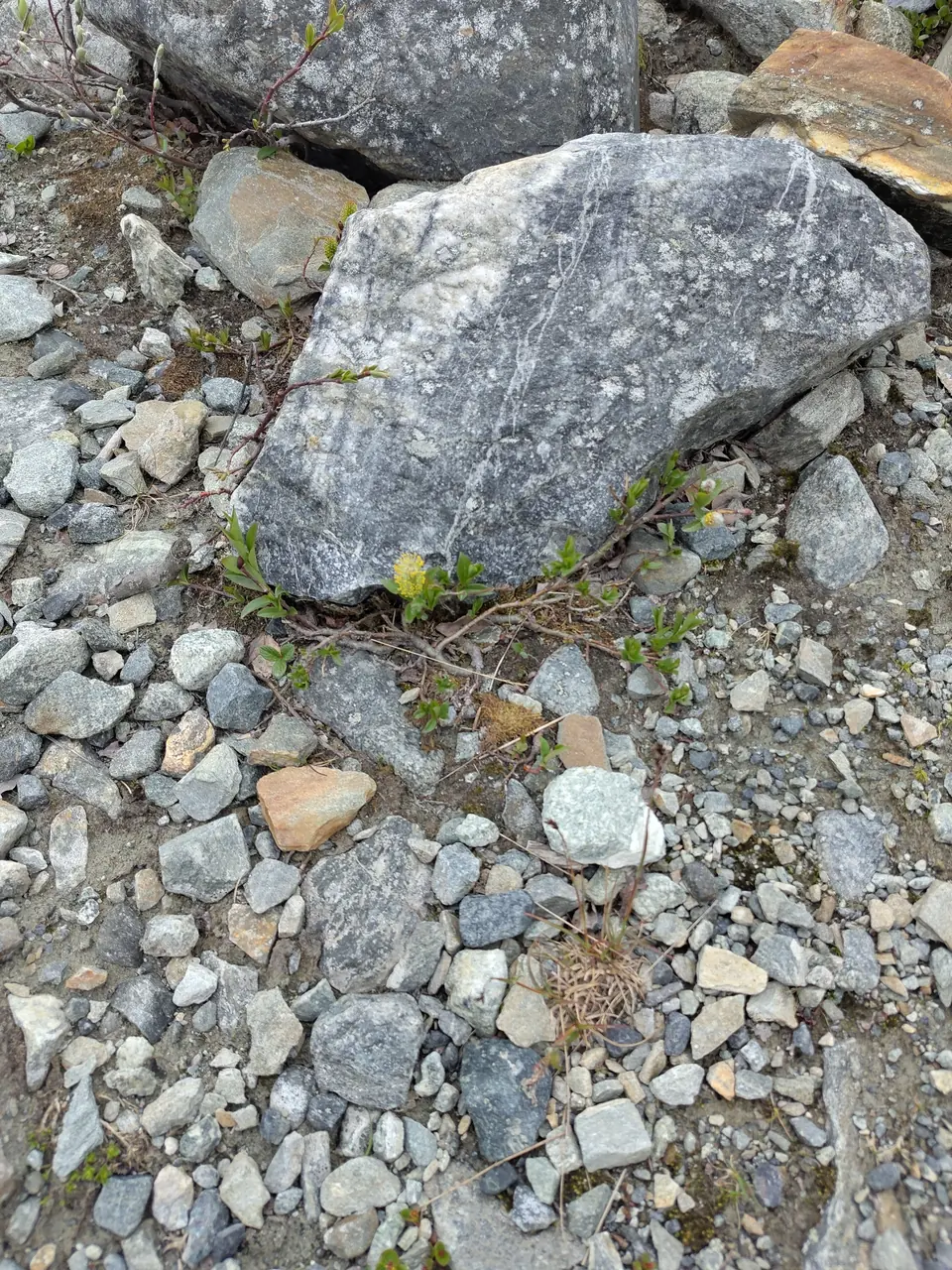 A dwarf willow with just one flower.