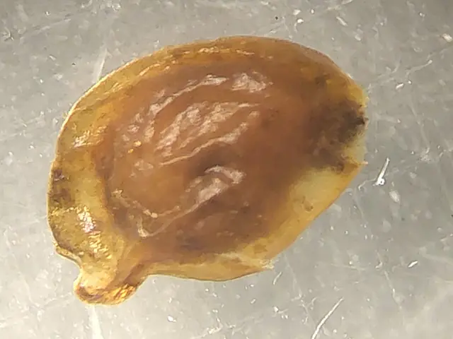 A Potamogeton fruit from 458cm depth