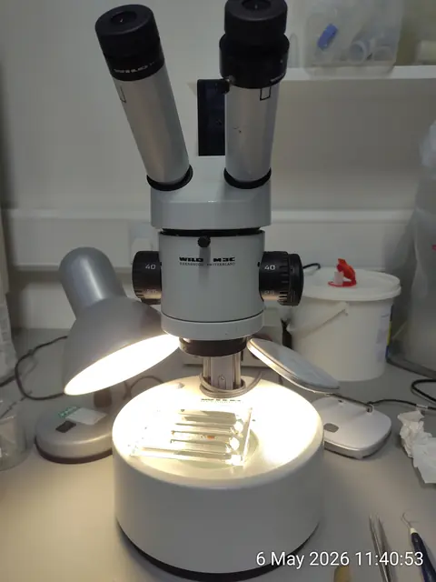 Stereo microscope with top lighting used in the search for macrofossils