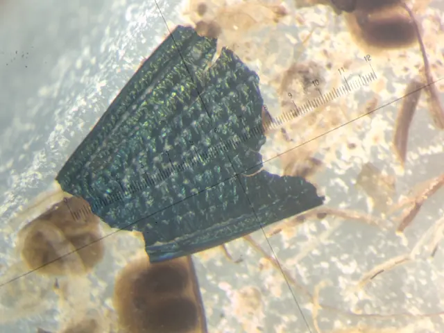A wing case of some member of the Coleoptera (beetles)