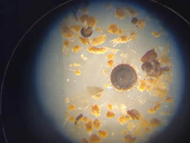 A statoblast of the freshwater bryozoa Cristatella mucedo