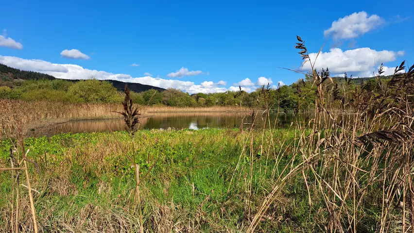 The floating mat at the edge of Middle Lake